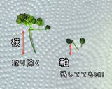 山椒の実 山椒 下処理 保存方法作り方5写真