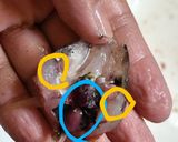 キスの頭の唐揚げ作り方4写真