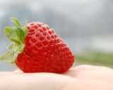 わんちゃんの夏の水分補給に作り方4写真
