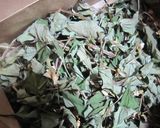 どくだみの花が咲いたら・・・どくだみ茶作り方5写真