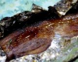 豚バラ肉のバーベキュー作り方5写真
