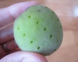 ✿ 無添加♪ 梅シロップ ✿作り方3写真