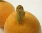 枇杷をサイダーでコンポートしちゃお～＾＾作り方1写真