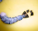エビとブロッコリーのオーロラソース炒め作り方2写真