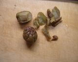 梅サワーの実で♪タルタルソース作り方1写真