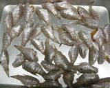 ねぶと（テンジクダイ）のから揚げ作り方1写真