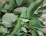 夏野菜＊モロヘイヤのおかか和え作り方1写真