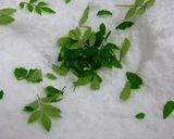 いさき塩釜作り方10写真