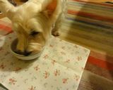 犬ごはん「野菜のあんかけうどん」作り方8写真