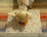 犬ごはん｢チーズこんがりポテトグラタン｣作り方7写真