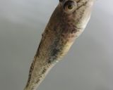 ハゼの磯辺揚げ　ハゼとアオサの天ぷら作り方1写真