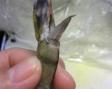 １，２，３で簡単♬えびの殻むき（＾◇＾）作り方6写真