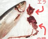 春告魚♬ニシンの下処理♬尾頭付き➕️寄生虫作り方14写真