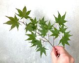 イロハモミジ塩作り方15写真