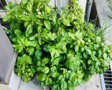 豪華な具材フレッシュバジルでジェノベーゼ作り方1写真