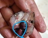 キスの頭の唐揚げ作り方3写真