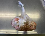 【パッククッキング】焼きそば作り方4写真