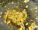 もやしと豚バラの味噌炒め🔥作り方4写真