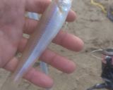 魚 鱚 刺身 キスのさばき方と昆布酒締め作り方1写真