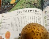 キノコのクリームチーズ炒め作り方1写真