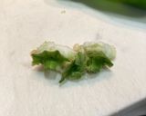 旨辛の食べるラー油ピーマン作り方1写真