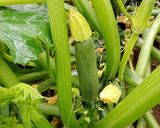 花ズッキーニ作り方4写真