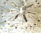 ふきの下茹で〜保存方法作り方2写真