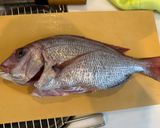 釣って来た花鯛の土鍋ご飯作り方2写真