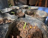 ボルゲーゼ🍅の自家製セミドライトマト作り方12写真