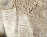 たけのこの下茹で〜保存方法作り方1写真