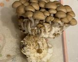美味しい　すき焼き(松茸入りも)作り方6写真