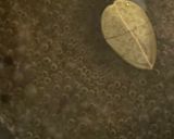 フェンネルのピクルス作り方3写真