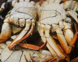 ツガニのゆで方(もう少し上達したい編)作り方7写真