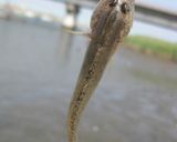 ハゼのつみれ汁　味噌が隠し味＾＾作り方1写真