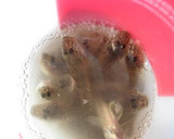 夏の定番♪ハゼの唐揚げ　ニンニク風味作り方1写真