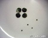 【キャラ弁】かものはしかも。作り方9写真