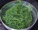 おかひじき 茹でて和えるだけ~作り方1写真