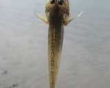 ハゼのふりかけ　カルシウムたっぷりだよぉ作り方6写真