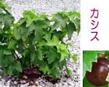 うちのカシスで☆カシスジャム作り方5写真
