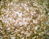 *辛くない~♪絶品!食べるラー油*作り方9写真