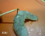 気持ちイイ～!!エビのしっぽの殻むき♪作り方5写真
