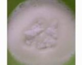 緑茶のシフォンケーキ作り方5写真