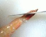 ほろにが海老巻。作り方6写真