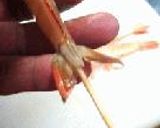 ほろにが海老巻。作り方7写真