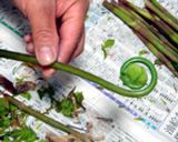 干しぜんまい(覚書)作り方2写真