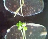 簡単前菜☆長いも（山芋）の生ハム巻き作り方2写真