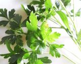 イワシのソテー★夏野菜ソースのせ作り方1写真
