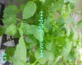 ＊ミントペースト＊作り方1写真