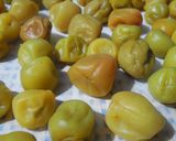 梅干し作り方6写真
