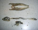 夏バテ対策★冷や汁作り方1写真